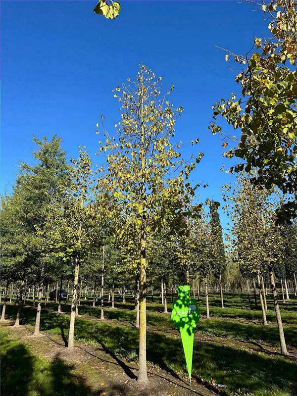 Corylus colurna