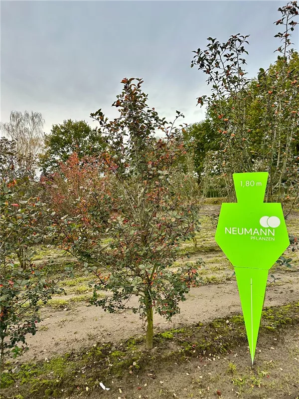 Crataegus prunifolia