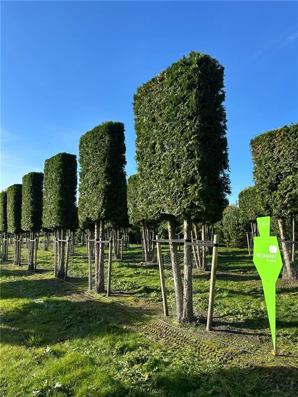 Thuja occidentalis 'Brabant'