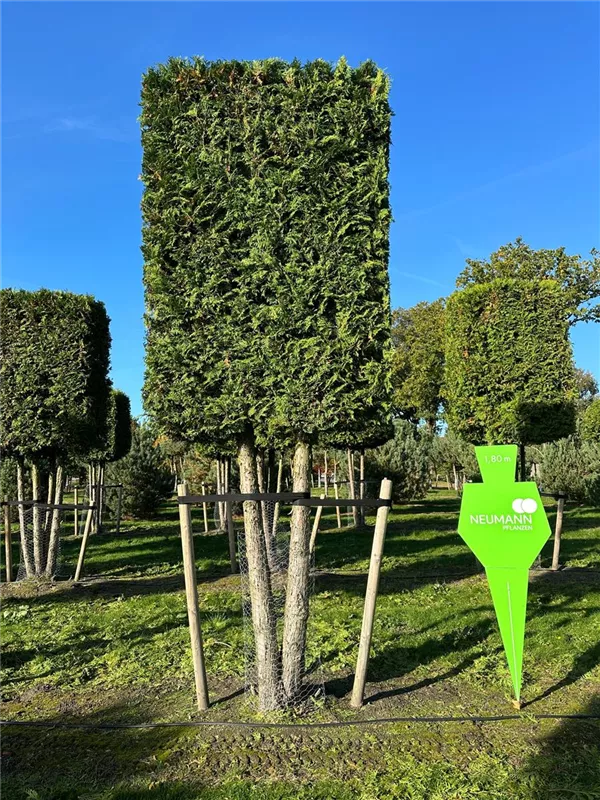 Thuja occidentalis 'Brabant'