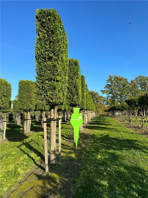 Thuja occidentalis 'Brabant'