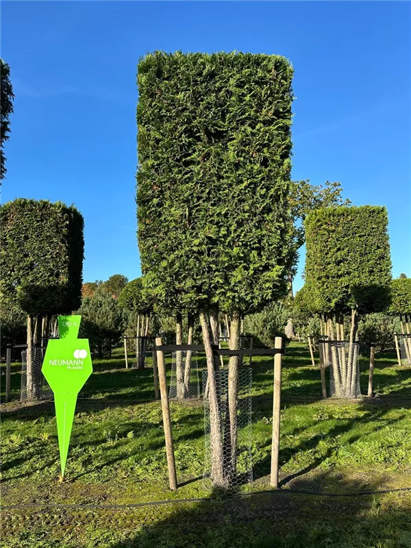 Thuja occidentalis 'Brabant'