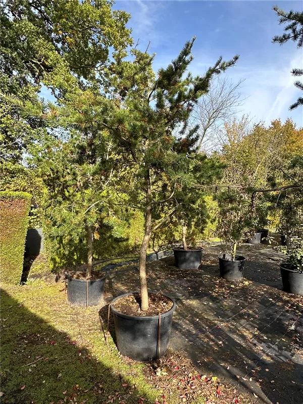 Pinus banksiana