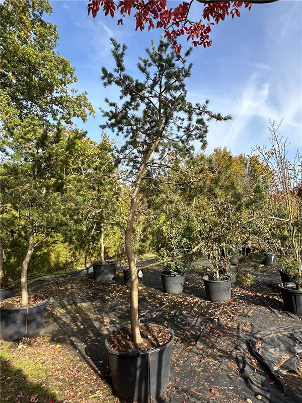 Pinus banksiana
