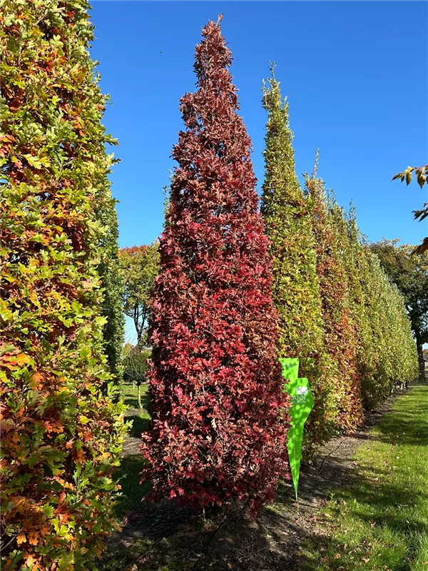 Quercus bimundorum 'Crimson Spire'