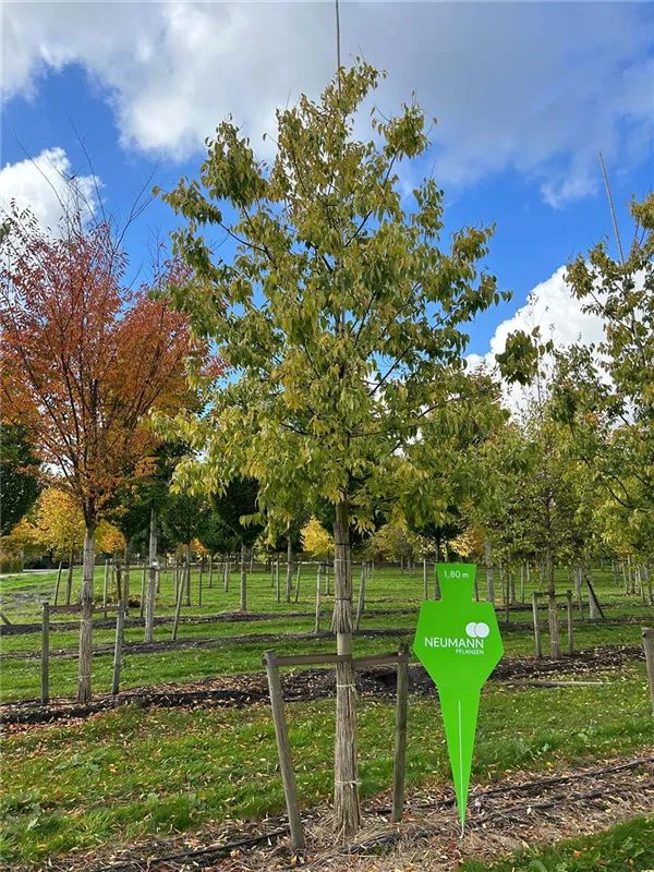 Celtis australis