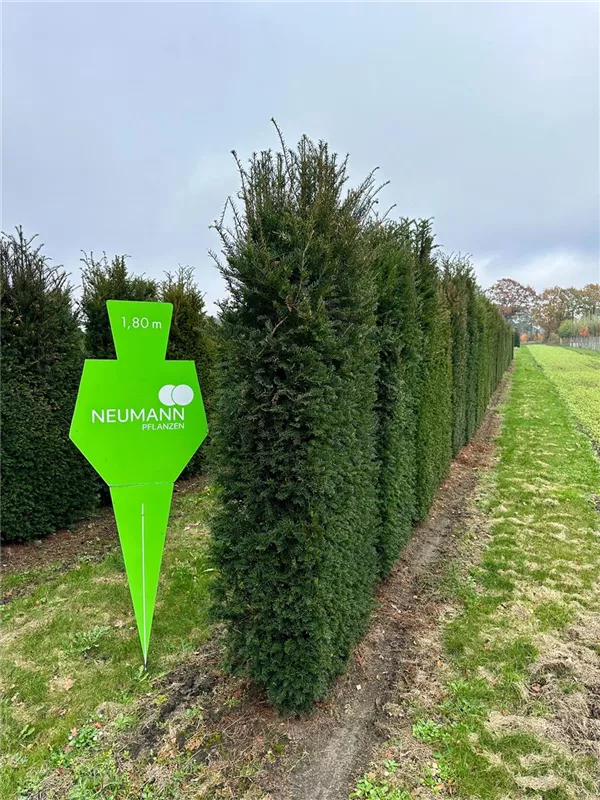 Taxus baccata