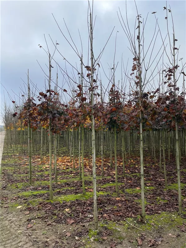 Acer platanoides 'Royal Red'
