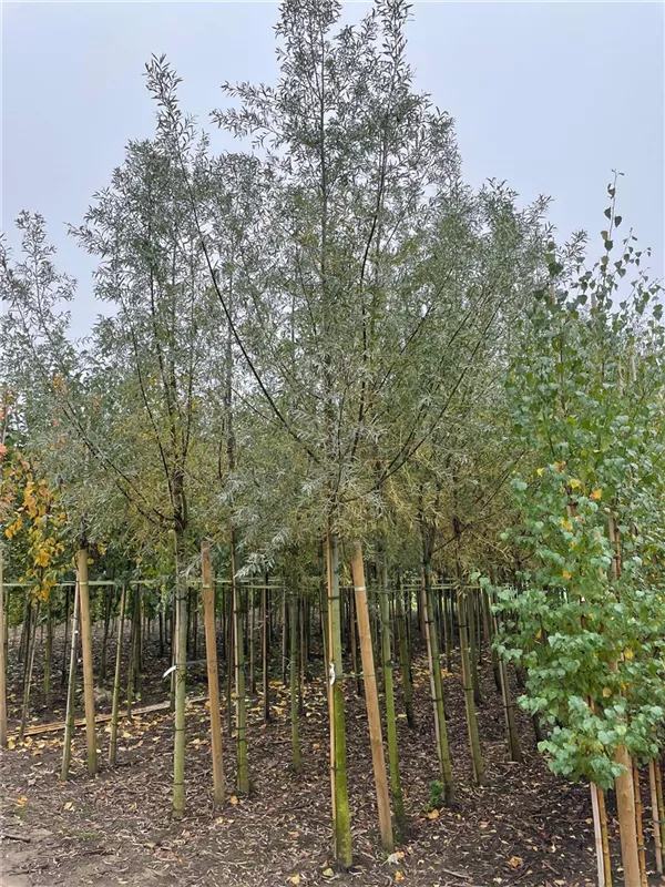 Salix alba
