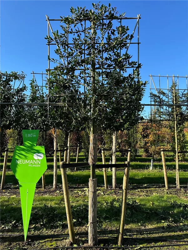 Ilex mutchagara 'Nellie R.Stevens'