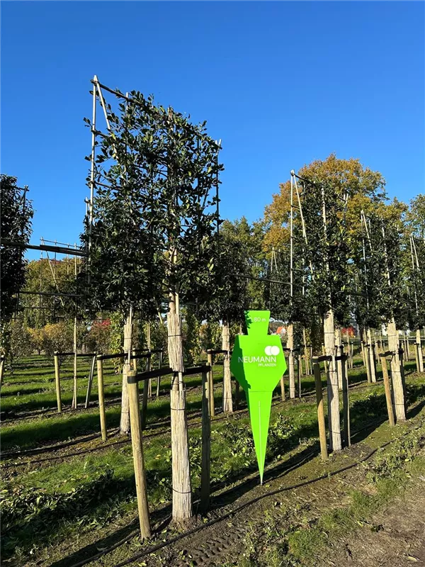 Ilex mutchagara 'Nellie R.Stevens'