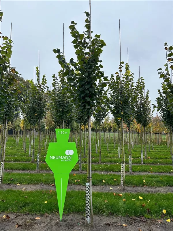 Tilia platyphyllos 'Rubra'