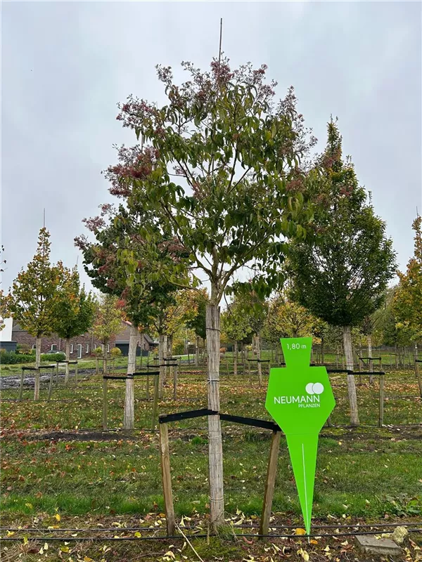 Heptacodium miconioides