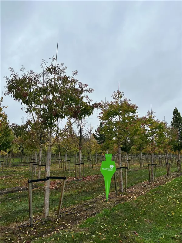 Heptacodium miconioides