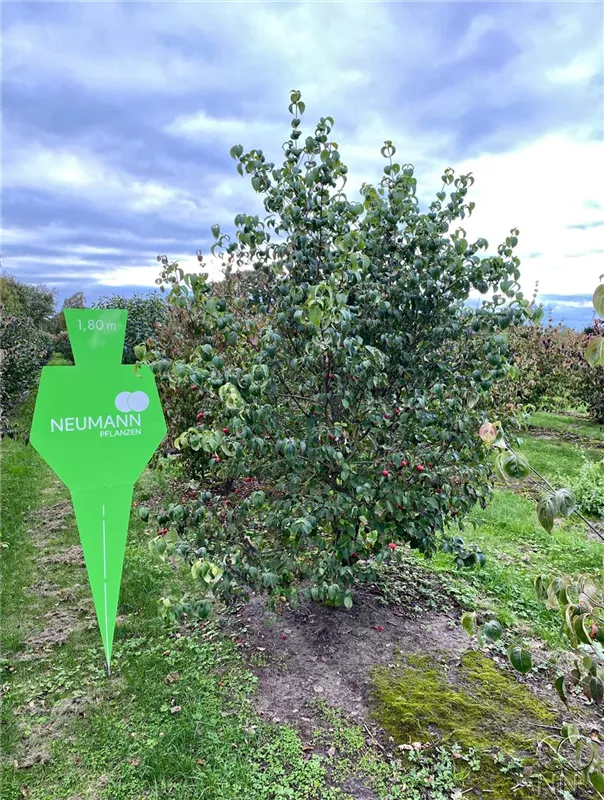 Cornus kousa chinensis
