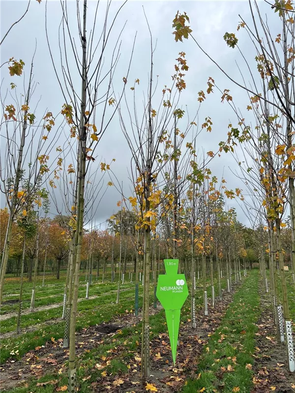Acer platanoides 'Allershausen' -S-