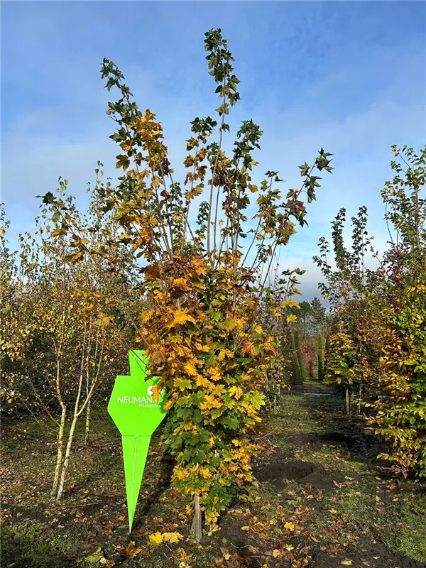 Acer pseudoplatanus