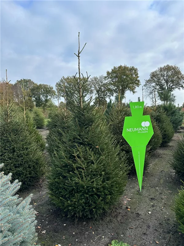 Picea abies
