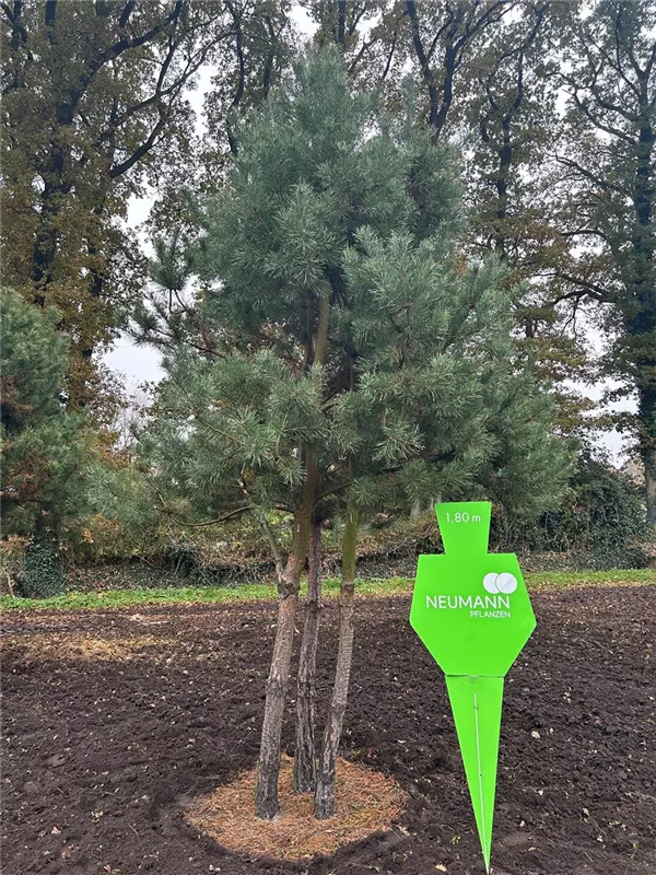 Pinus sylvestris