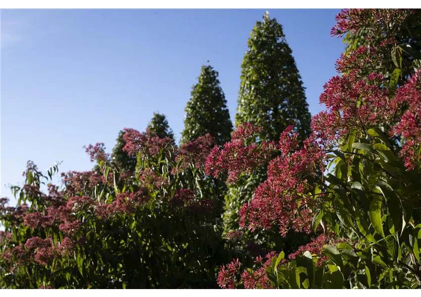 Heptacodium miconioides