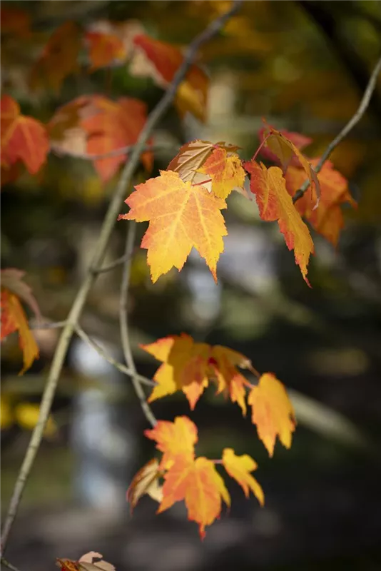 Acer rubrum