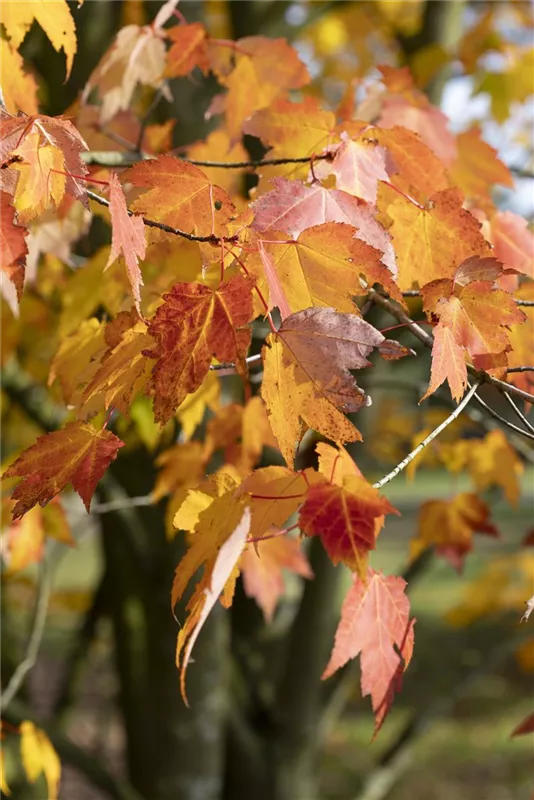 Acer rubrum