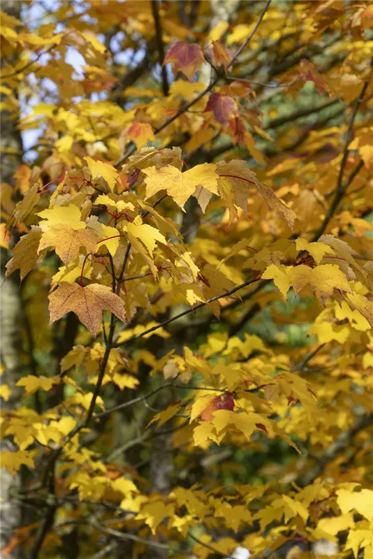 Acer rubrum