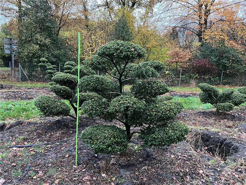 Ilex crenata 'Convexa'