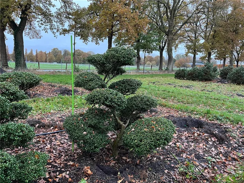 Ilex crenata 'Convexa'