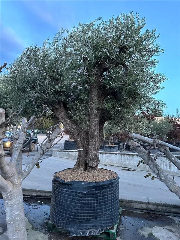 Olea europaea