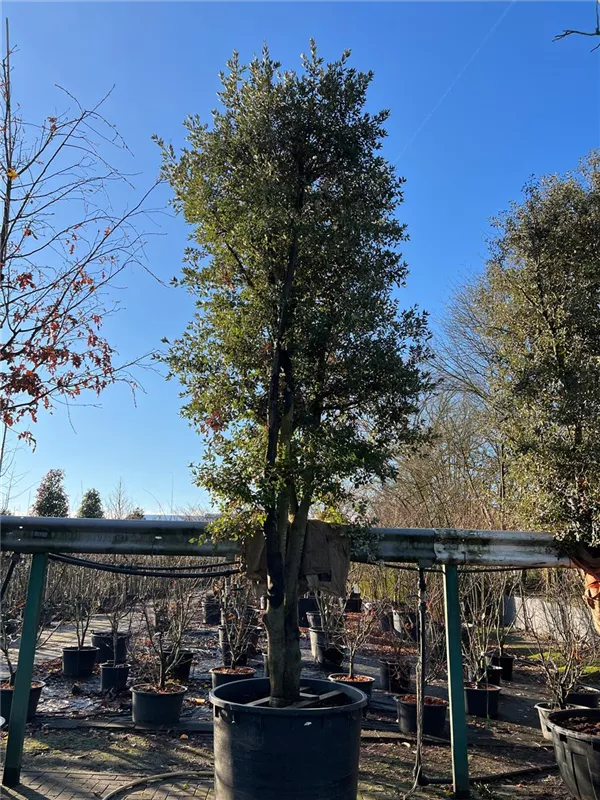 Quercus ilex
