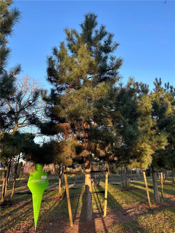 Pinus nigra ssp.nigra