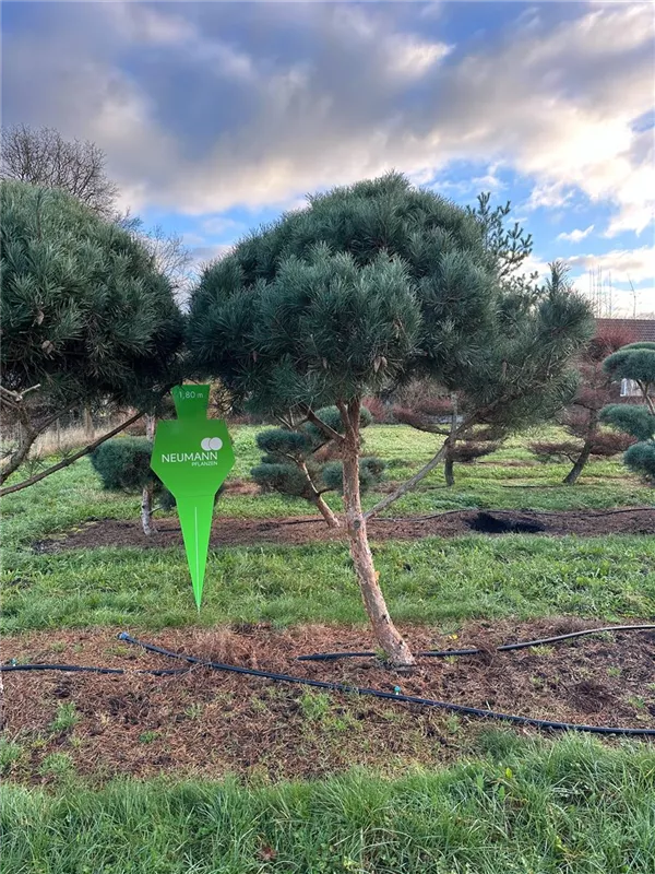 Pinus sylvestris 'Glauca'