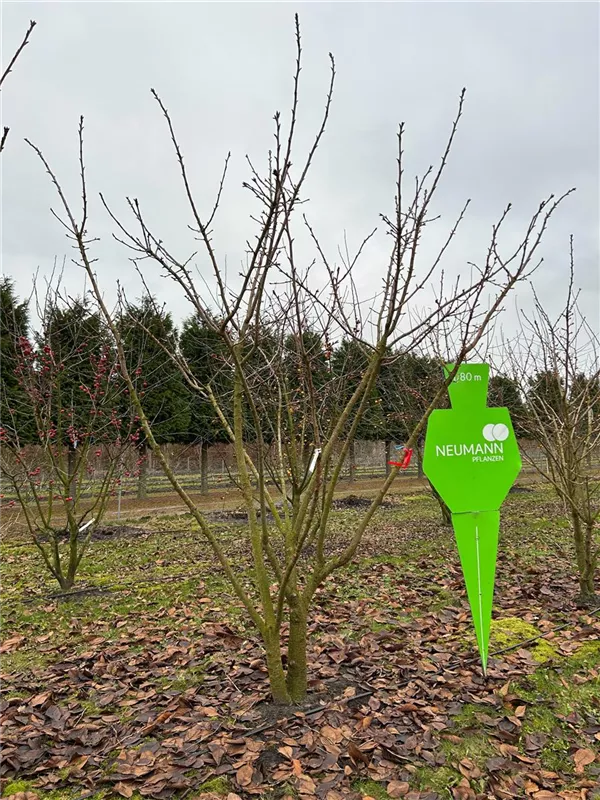 Prunus serrulata 'Taihaku'