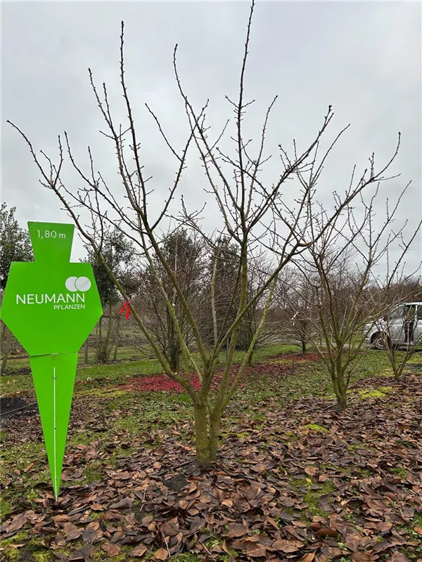 Prunus serrulata 'Taihaku'
