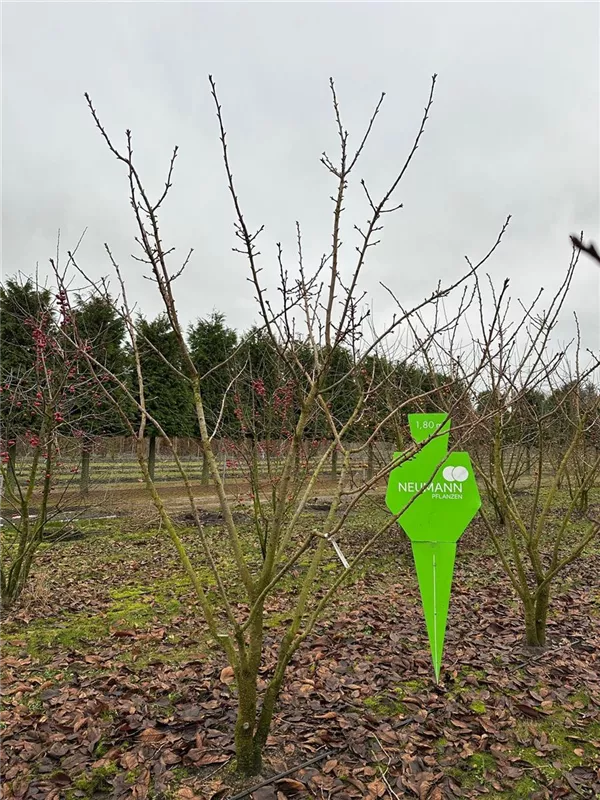 Prunus serrulata 'Taihaku'