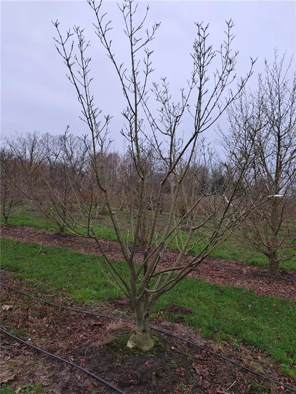 Acer rufinerve