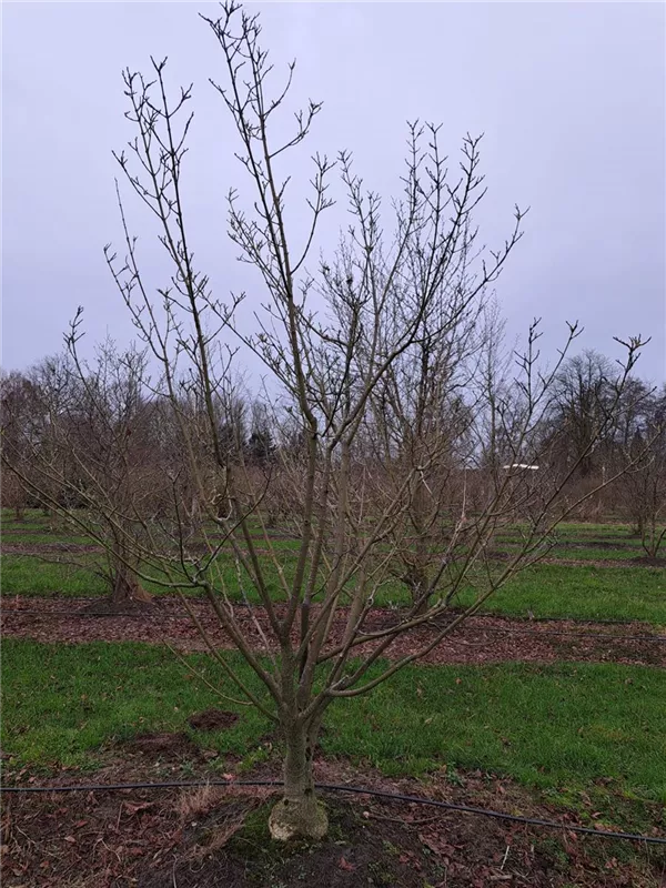 Acer rufinerve