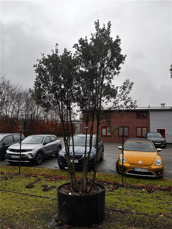 Quercus ilex
