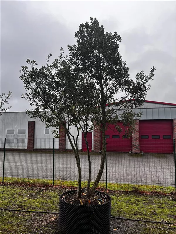Quercus ilex