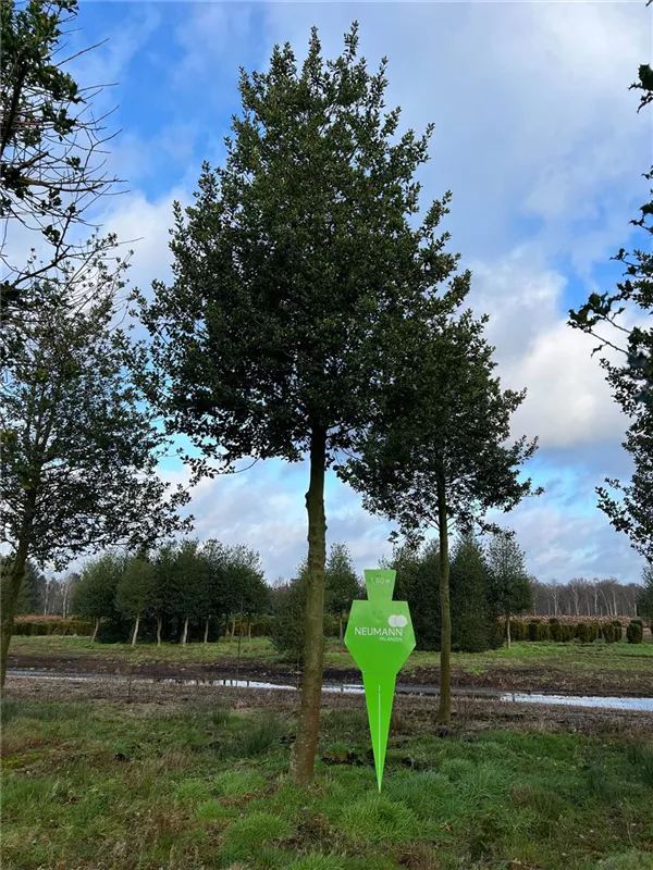 Ilex aquifolium