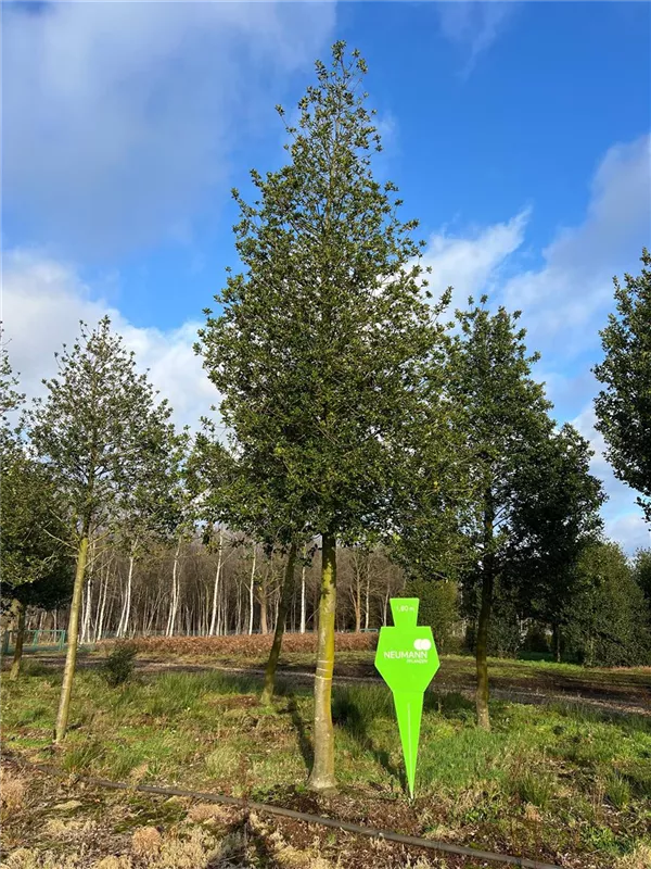Ilex aquifolium