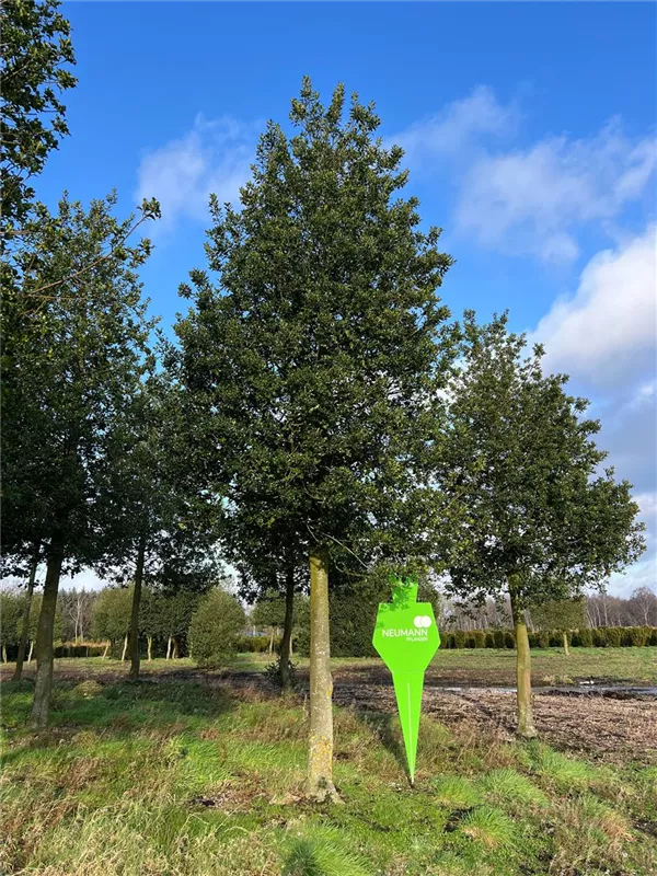 Ilex aquifolium