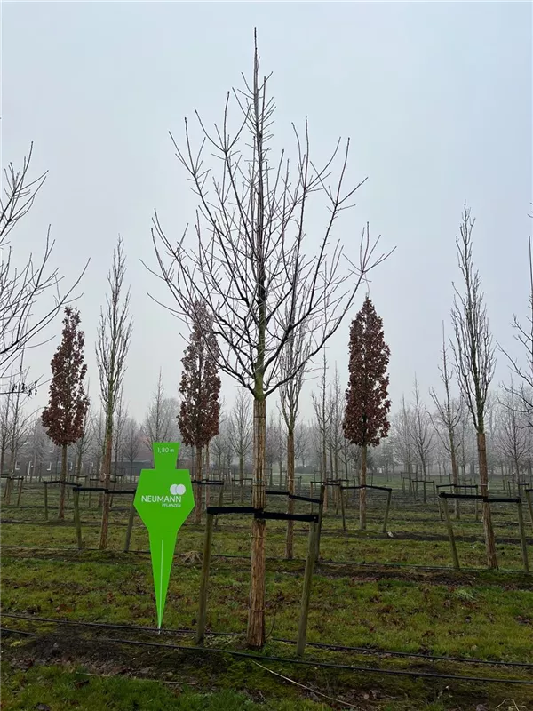 Prunus padus