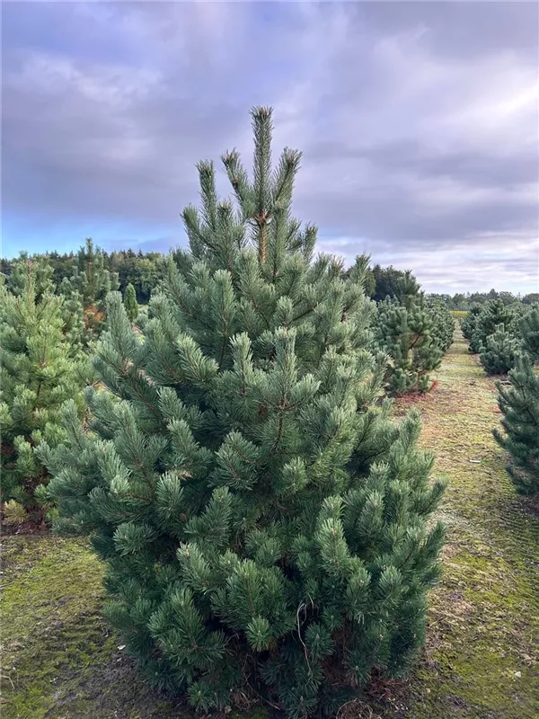 Pinus mugo
