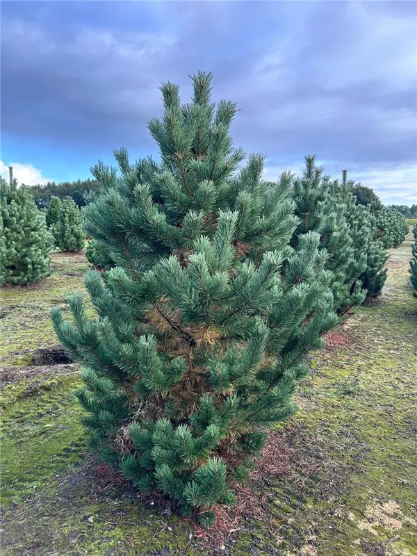Pinus mugo