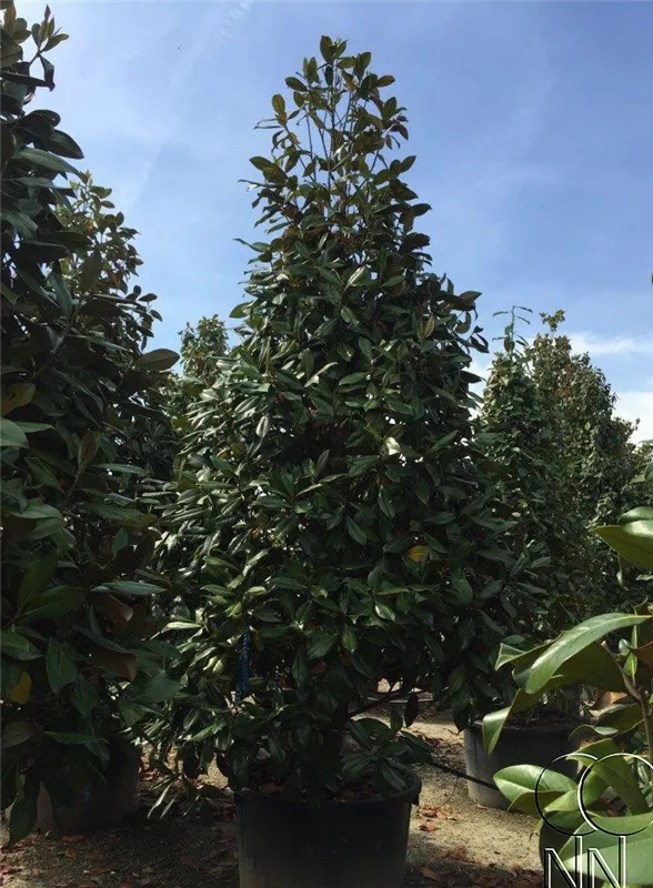 Magnolia grandiflora 'Galissonniere'