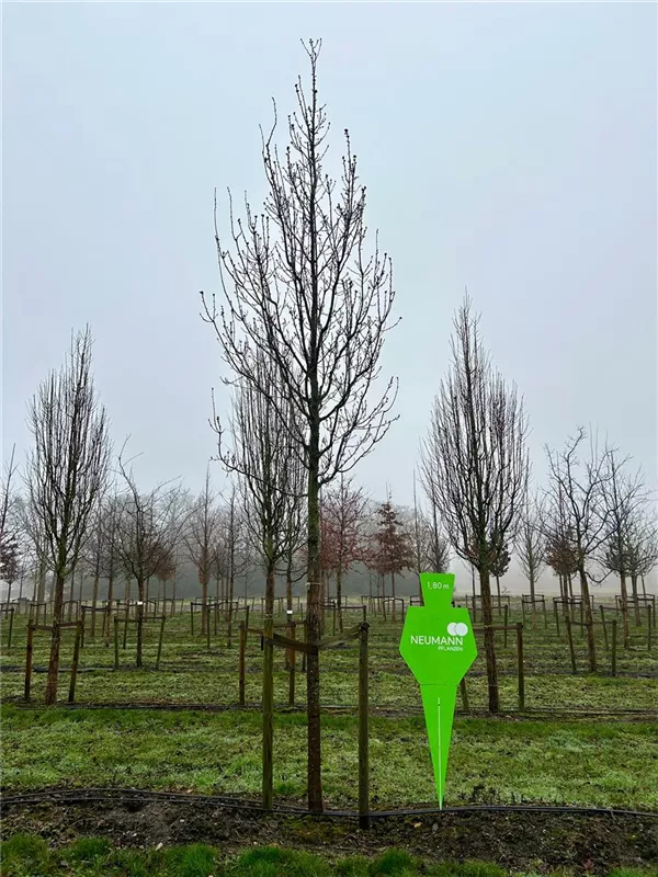 Quercus petraea 'Fastigiata'