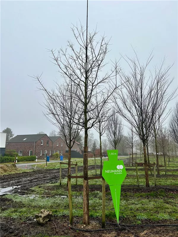 Celtis australis