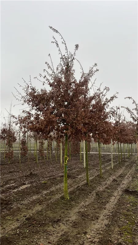 Quercus cerris